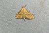 Anania verbascalis